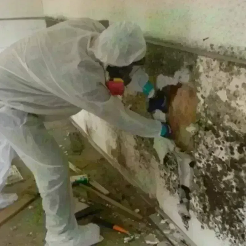 Mold Remediation and Removal in Wilson, WY